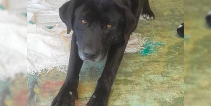 Imagen de Hombre que mató a mascota de su vecina fue judicializado