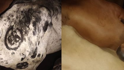 Imagen de Denuncian robo de 42 reses en San Carlos; Policía busca vehículos que las transportan