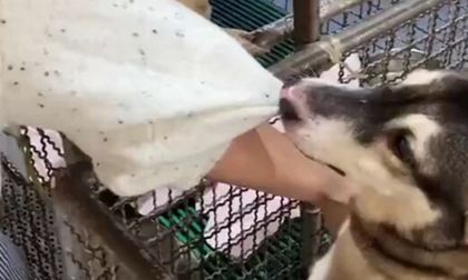 Video: mujer fue a adoptar un perro y terminó siendo elegida por uno