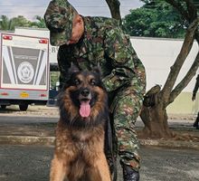Ejército fortalece atención médica para sus perros entrenados en el Valle del Cauca