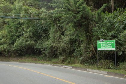 Imagen de #DéjalosCruzar, la campaña que busca disminuir el atropellamiento de fauna silvestre en el Oriente