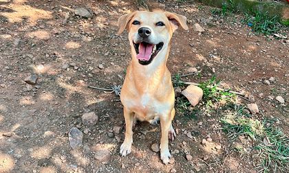 Jornada de adopción de mascotas en el CAM este 10 de diciembre