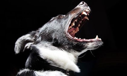 ¡Polémica en Colombia! ¿tienen los perros derecho a ladrar?