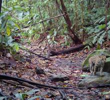 Registran felinos silvestres en Buenaventura