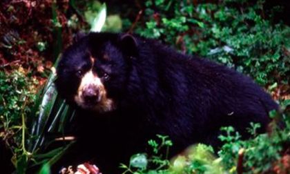 Denuncian presuntos ataques de oso de anteojos