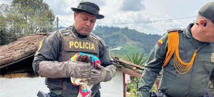 Imagen de  Policía Ambiental rescató a un mono aullador en Guarne: estaba desnutrido
