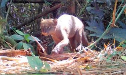Descubren especies amenazadas en Caicedonia
