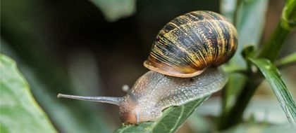 Imagen de Área Metropolitana del Valle de Aburrá reporta más de una tonelada de caracoles invasores recolectada durante 2024