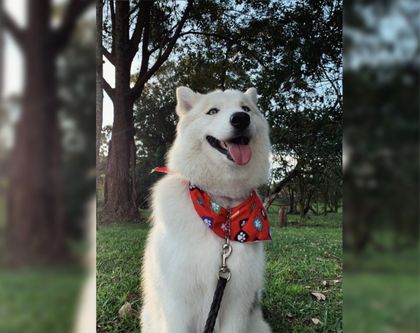Imagen de  Procuraduría pidió a la Corte Constitucional prohibir el embargo de mascotas en procesos judiciales