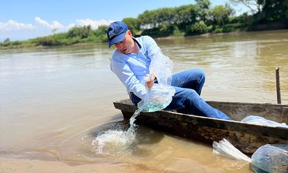 Siembran pez dos millones en el río Cauca