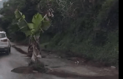 Imagen de Una mata de plátano en pleno hueco evidencia el abandono de la Autopista Medellín–Bogotá tramo El Santuario – Caño Alegre