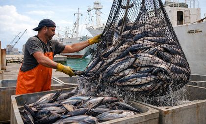 ¿El pescado que pagas es el que comes? El fraude que engaña al consumidor y pone en riesgo la salud