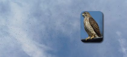 Imagen de En video: pasaron por el Oriente las águilas migratorias, conocidas también como “cuaresmeras”