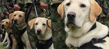 Imagen de  Activación de mina antipersonal en Valdivia dejó como saldo un perro fallecido y seis militares heridos