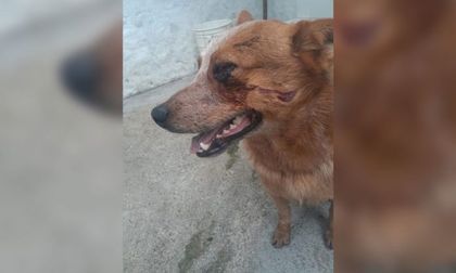 Imagen de Denuncian maltrato contra un perro en vereda de La Ceja