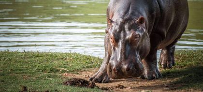 Imagen de Gobierno nacional autorizó eutanasia de, al menos, 80 hipopótamos. El gasto será de $7 000 millones