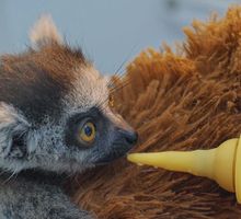 Nace una cría de lémur de cola anillada en el Zoológico de Cali: así avanza su proceso de crianza asistida