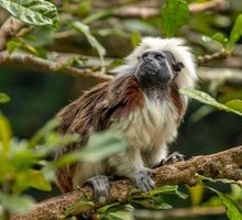 Denuncian daños a fauna en el conflicto armado