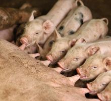 Prohibido el ingreso de productos derivados del cerdo provenientes de España