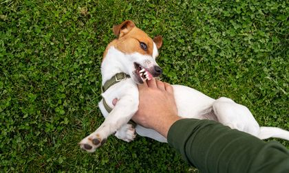 Qué significa si tu perro es agresivo con tu pareja