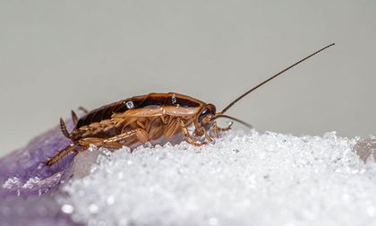 ¿Cucarachas en la cocina? Cómo erradicarlas y por qué es necesario hacerlo