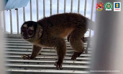 Rescatados en Cali 108 monos búho por posible maltrato animal