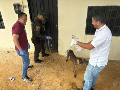 Imagen de  Rescatan 10 perros víctimas de presunto maltrato en Medellín