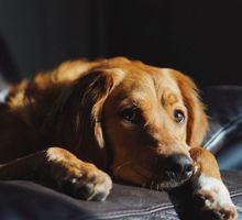 Animales desorientados, heridos y muertos: el saldo de la pólvora en Cali en lo que va de diciembre