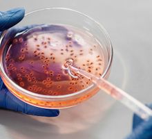 Puntos débiles en enterovirus abren la puerta a antivirales de amplio espectro