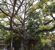 Cali es ratificada como Ciudad Árbol del Mundo