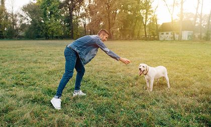 Los mejores ejercicios para calmar a un perro hiperactivo