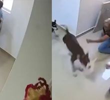 Video: pitbull atacó a niño de 10 años y causó conmoción en redes sociales