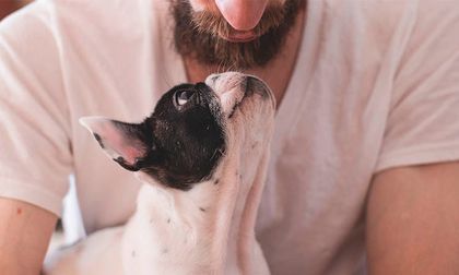 Lenguaje canino: ¿Cómo entender a los perros?