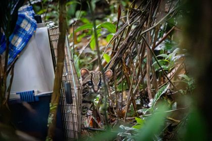 Imagen de Cornare rehabilitó y devolvió a su hábitat en el Chocó a un felino silvestre tras cinco meses de atención especializada