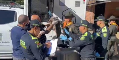 Imagen de Rescataron a 55 caninos que vivían en condiciones precarias en criadero clandestino en Medellín