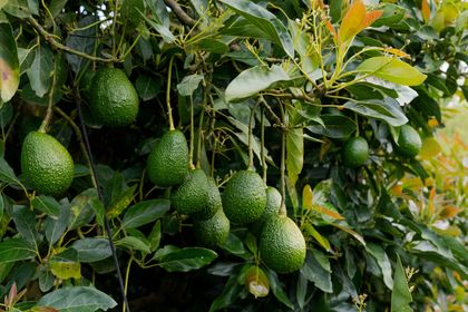 Imagen de  Antioquia exporta más del 50 % del aguacate hass del país: Oriente y Suroeste, las subregiones más productoras