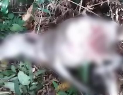 Imagen de  Me han matado cuatro reses: campesino denuncia ataque de felinos al ganado en San Carlos