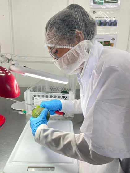 Imagen de  Empresas de aguacate y flor del Oriente Antioqueño iniciarán sus exportaciones siendo inspeccionadas en origen