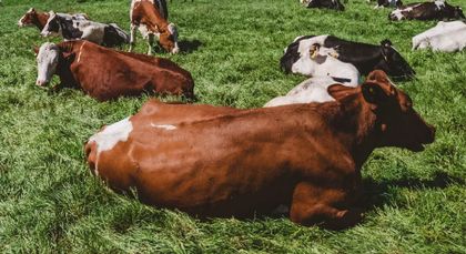 Imagen de Sociedad ganadera, presuntamente, estafó a más de 3.000 personas en el Oriente Antioqueño