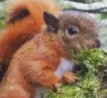 Llamado a cuidar fauna silvestre