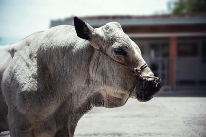 Imagen de  Campeón es el primer toro “jubilado” en Rionegro de la Universidad Nacional: irá a un santuario
