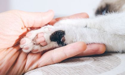 Cómo saber si una mascota fallecida sigue cerca de ti