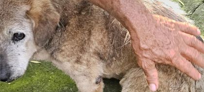 Imagen de Imputaron a cinco personas en Medellín por presunto maltrato y agresiones a perros y gatos