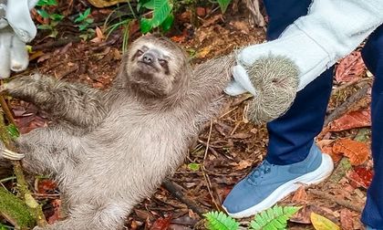 Hallan oso perezoso en bolsa de basura