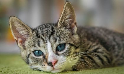 ¿Cuál es el impacto del estrés en las mascotas?