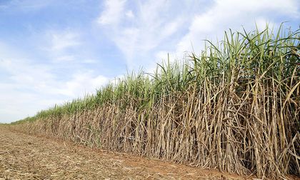 Nueva fórmula para el precio del etanol encendería crisis en el sector cañero y palmero
