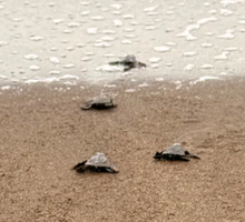 Modelo de turismo biocultural  protege  más de 146 mil huevos de tortuga en 2025