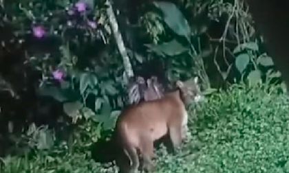 Urgen proteger puma avistado