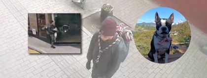 Imagen de “La han visto en Cundinamarca y hacia Yopal”: familia lleva 20 días buscando a su perrita que fue robada en Marinilla