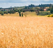 Fenalce advierte sobre el peligro de la aprobación de un arancel al 0 % para la cebada